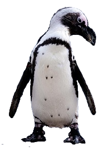 pingu