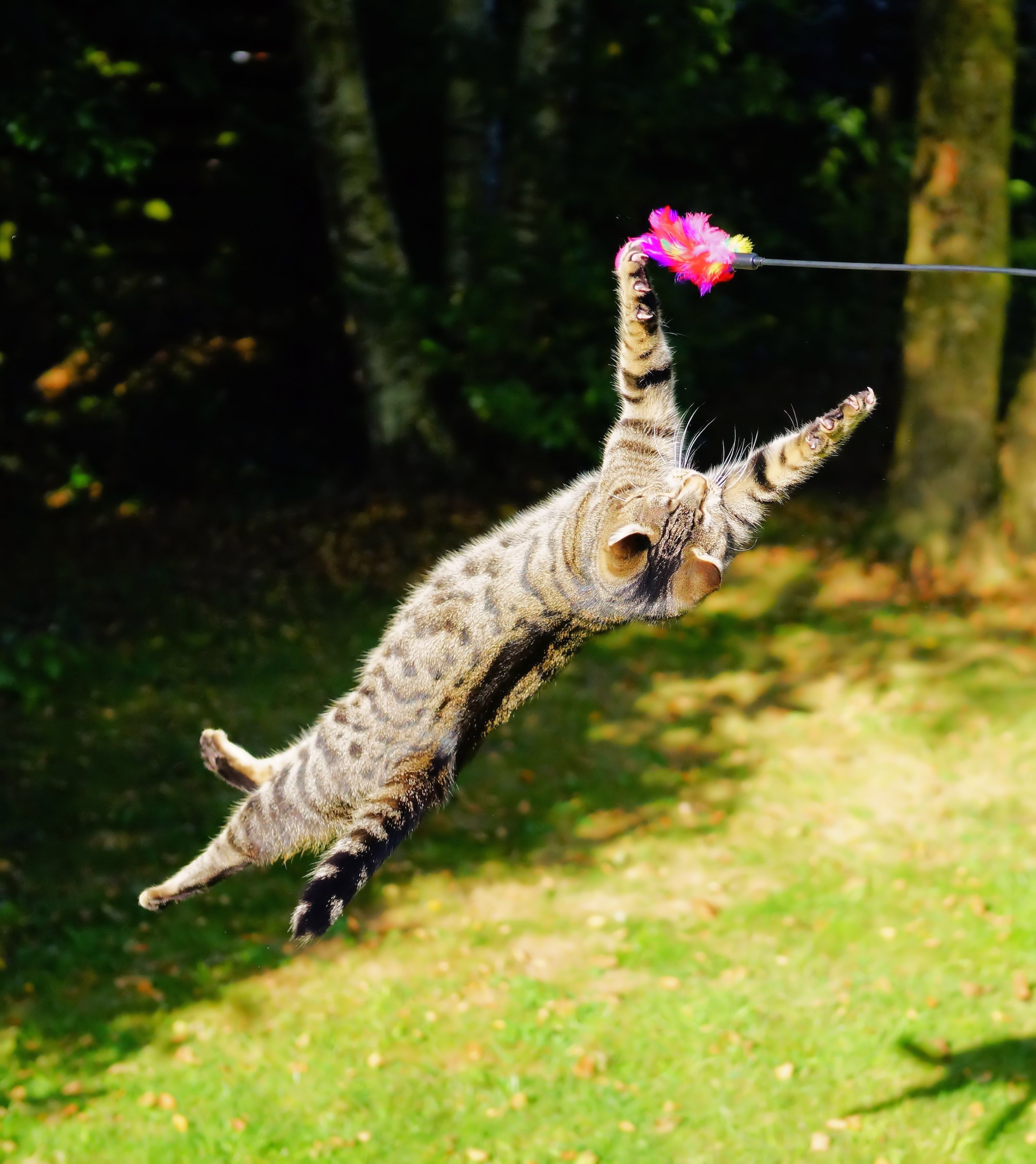 cat